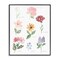 Stupell Industries Labeled Flower Varieties Framed Giclee, design by Lucille Price